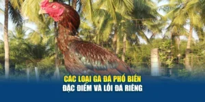 Các Loại Gà Đá Phổ Biến - Đặc Điểm Và Lối Đá Riêng